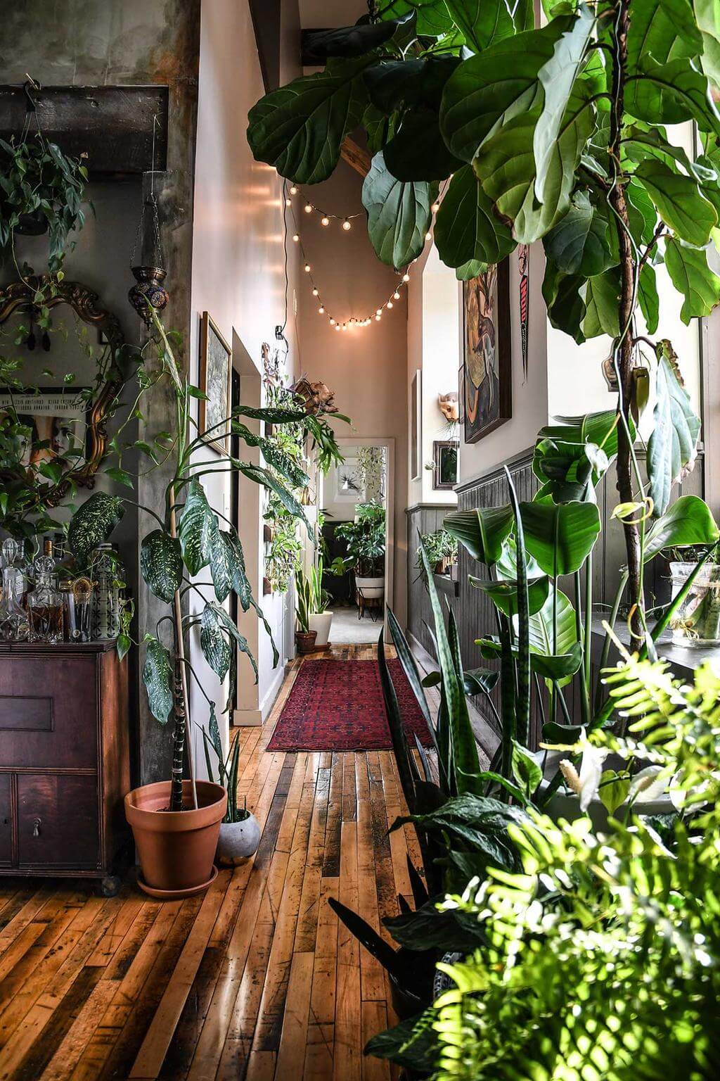Conheça 10 plantas ideais para você ter em seu apartamento!