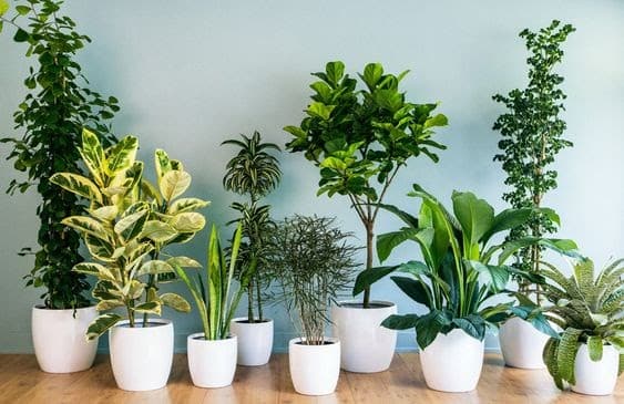 16 opções de plantas para cultivar dentro de casa