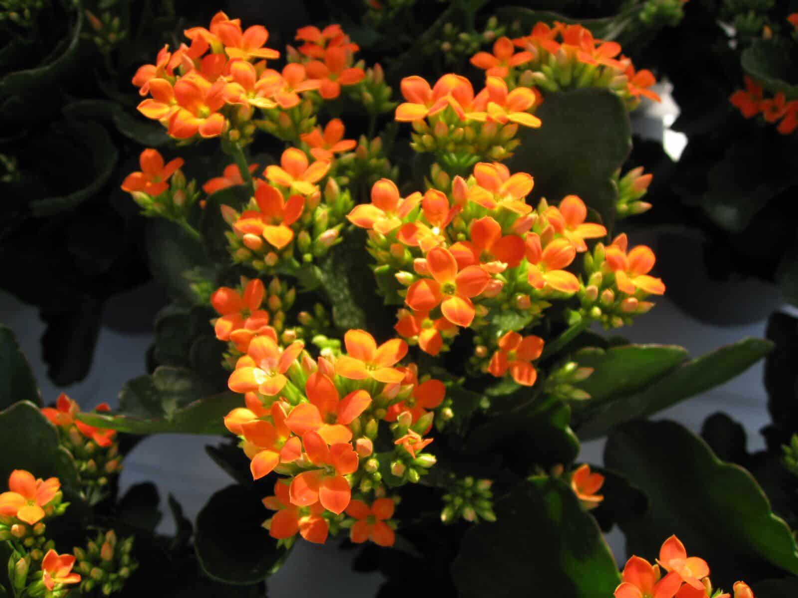 Conhe A A Kalanchoe Uma Planta Que Atrai Fortuna Live