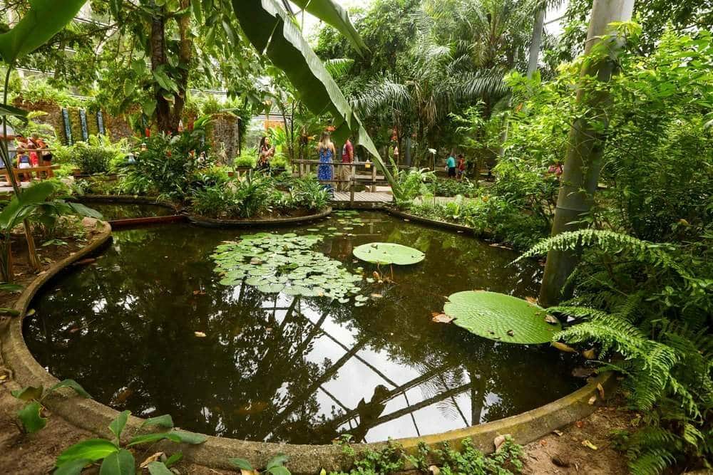 Reserva José Márcio Ayres, um espaço cheio de aves e borboletas, de vegetação e um lindo lago com vitórias-régias. 
