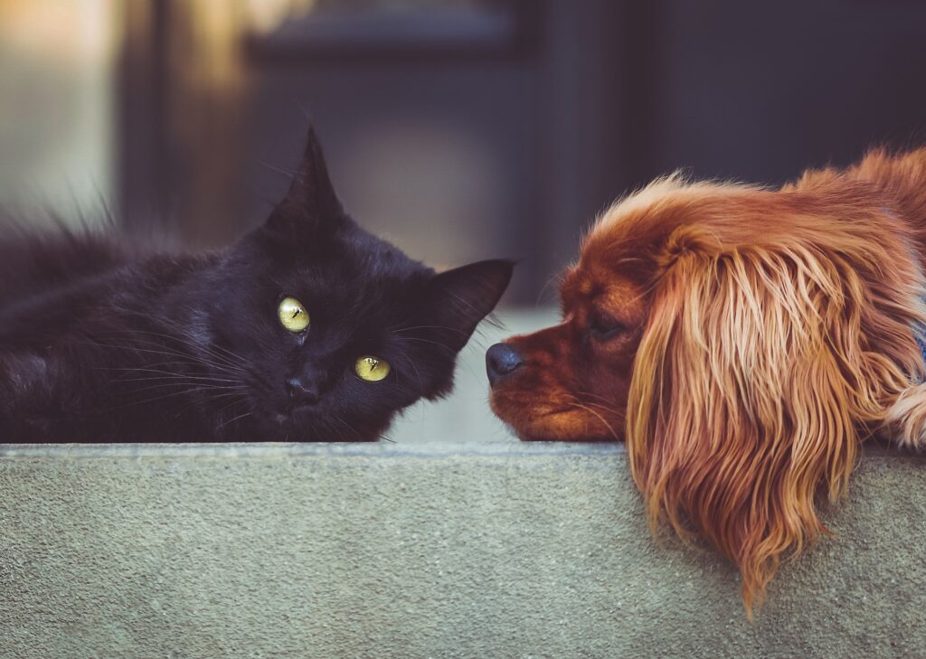 Gato e cachorro um em frente ao outro.
