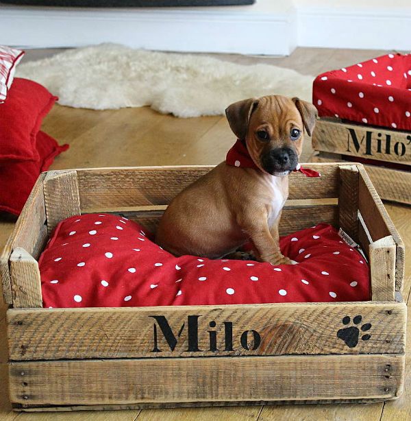 Cama de cachorro feita com palet, na frente da cama está escrito "Milo" a almofada que vai dentro do palet é vermelha com bolinhas brancas e tem um cachorro de porte pequeno em cima da caminha.