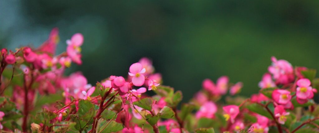 Flor begônia rosa.