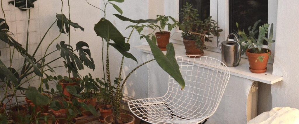 Plantas Alocasia na parte externa de uma casa toda branca, onde ao lado das plantas está uma cadeira branca. 