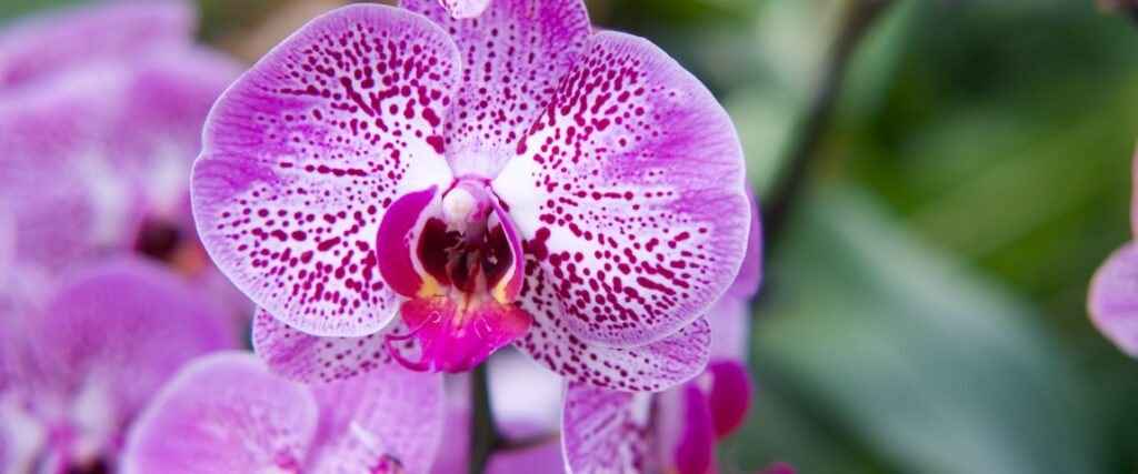 Orquídea lilás com branco.